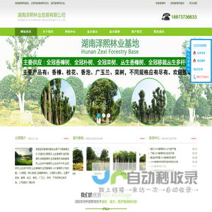 湖南益阳移栽全冠香樟树,丛生多杆,全冠朴树栾树,香橼树-泽熙林业